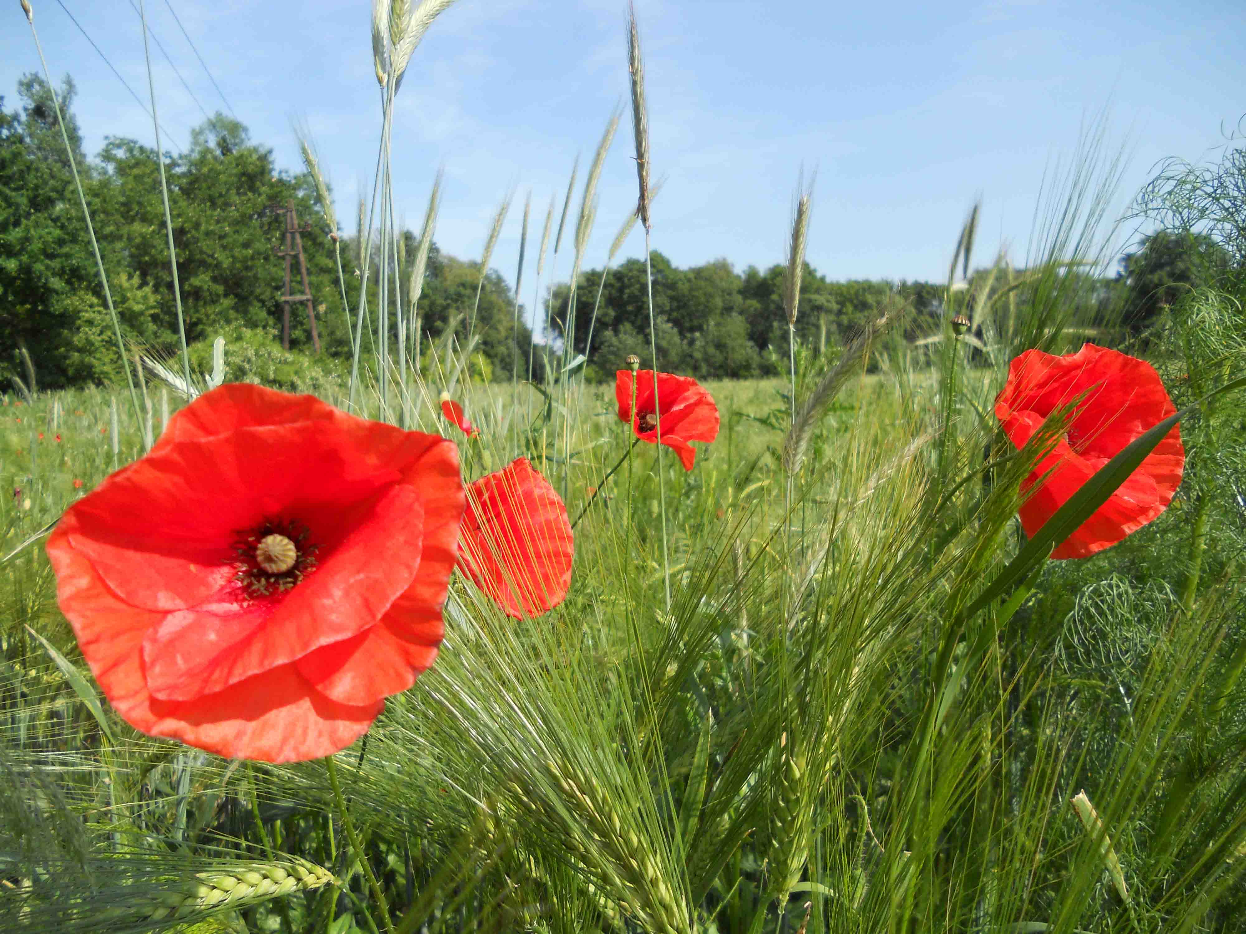 Foto Mohn